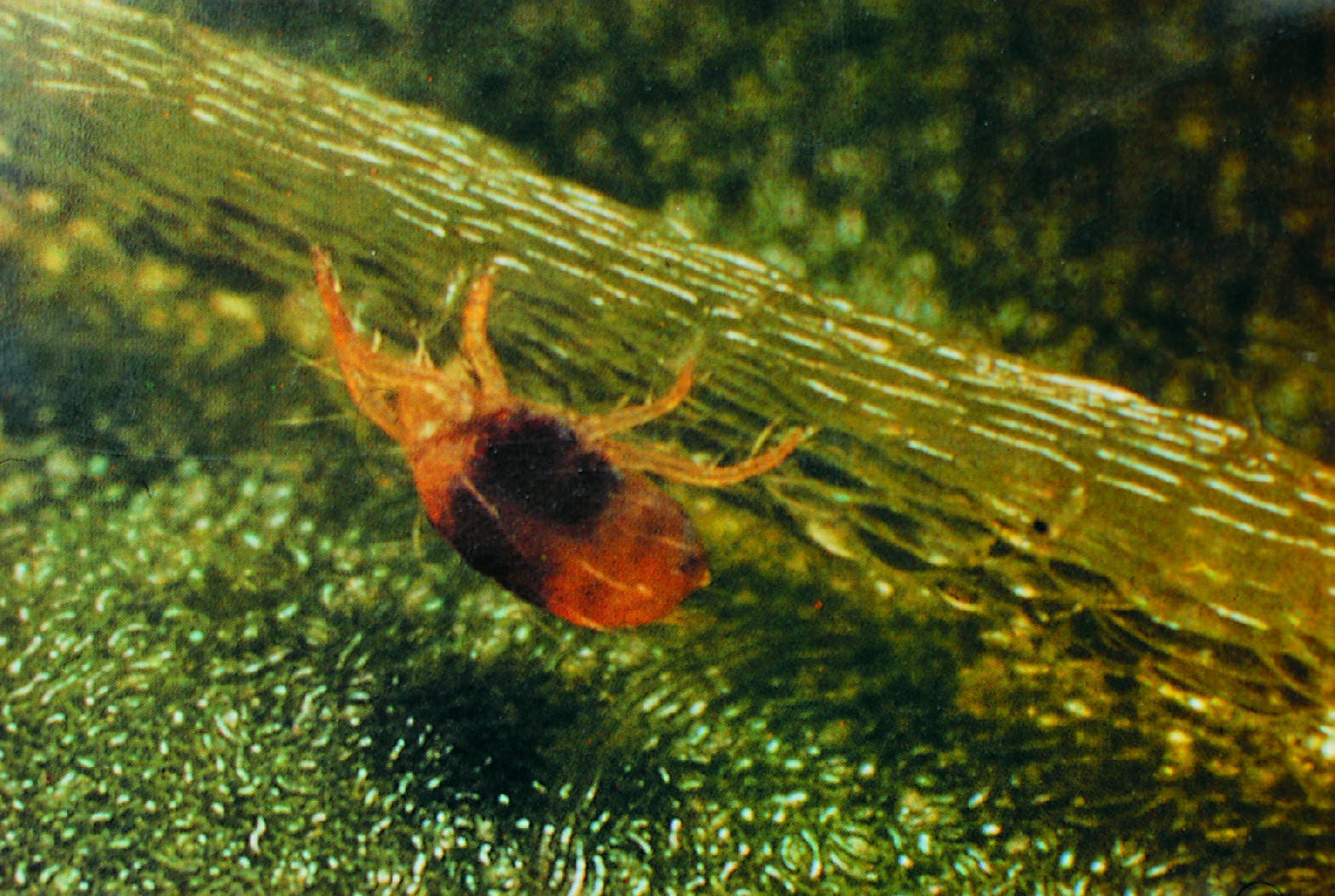 Prírodné prípravky proti BIOCONT